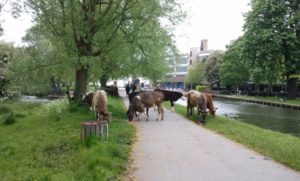 Vacas sueltas junto al río: la típica estampa de Cambridge.